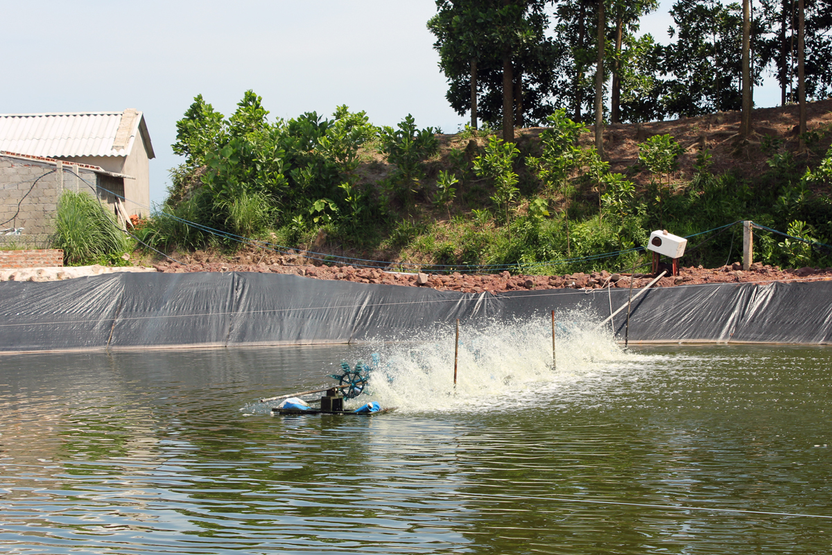Soutien aux élevages aquacoles de la province de Quang Ninh
